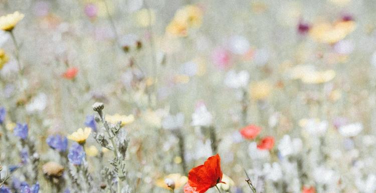 A meadow with orange and yellow flowers