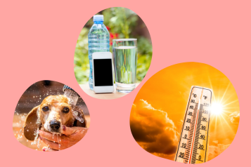 Heatwave image - first bubble shows water bottle and glass, second bubble shows a water splashed on a dog, third bubble shows high temperatures on thermometer
