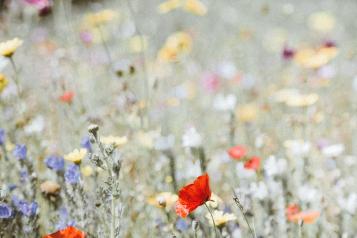 A meadow with orange and yellow flowers