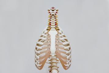 Skeletal view of the lungs