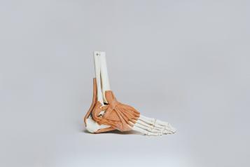 Skeletal foot